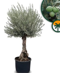 Olivenbaum - Olea europaea - Bonsai - 240 cm - 80 Jahre