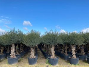 Olivenbaum - Olea europaea - Bonsai - 240 cm - 80 Jahre