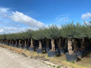 Olivenbaum - Olea europaea - Bonsai - 240 cm - 80 Jahre