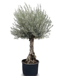 Olivenbaum - Olea europaea - Bonsai - 240 cm - 80 Jahre