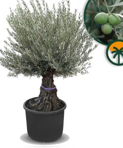 Olivenbaum - Olea europaea - Bonsai - 100 Jahre - 240 cm