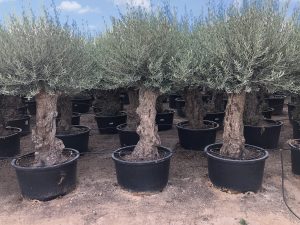 Olivenbaum - Olea europaea - Bonsai - 100 Jahre - 240 cm