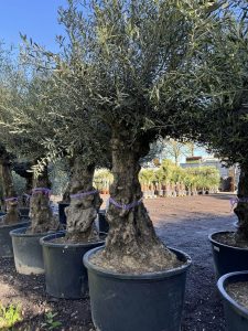 Olivenbaum - Olea europaea - Bonsai - 100 Jahre - 240 cm