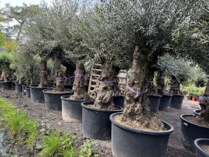 Olivenbaum - Olea europaea - Bonsai - 100 Jahre - 240 cm