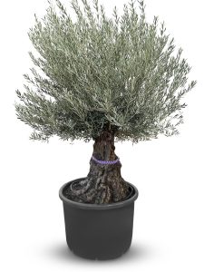 Olivenbaum - Olea europaea - Bonsai - 100 Jahre - 240 cm