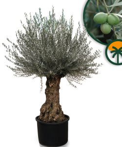 Olivenbaum - Olea europaea - Bonsai - 120 Jahre alter Baum - 240 cm