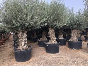 Olivenbaum - Olea europaea - Bonsai - 120 Jahre alter Baum - 240 cm