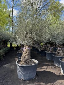Olivenbaum - Olea europaea - Bonsai - 120 Jahre alter Baum - 240 cm