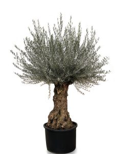 Olivenbaum - Olea europaea - Bonsai - 120 Jahre alter Baum - 240 cm