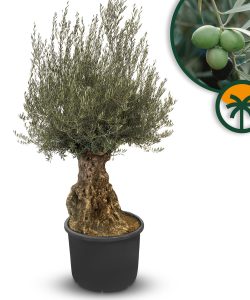 Olivenbaum - Olea europaea - Bonsai - 140 Jahre alt - 240 cm