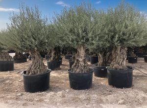 Olivenbaum - Olea europaea - Bonsai - 140 Jahre alt - 240 cm