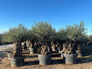 Olivenbaum - Olea europaea - Bonsai - 140 Jahre alt - 240 cm