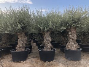 Olivenbaum - Olea europaea - Bonsai - 140 Jahre alt - 240 cm