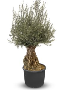 Olivenbaum - Olea europaea - Bonsai - 140 Jahre alt - 240 cm