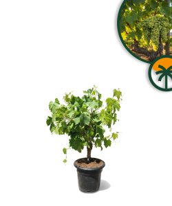 Weinrebe auf Stamm - Vitis vinifera - 50 cm