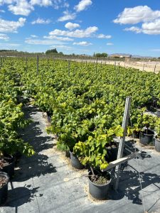 Weinrebe auf Stamm - Vitis vinifera - 50 cm