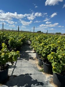 Weinrebe auf Stamm - Vitis vinifera - 50 cm