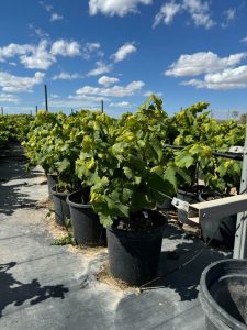 Weinrebe auf Stamm - Vitis vinifera - 50 cm
