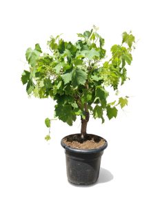 Weinrebe auf Stamm - Vitis vinifera - 50 cm