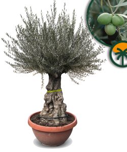 Olivenbaum - Olea europaea - Bonsai in Deko-Schale - 100 Jahre - 220 cm
