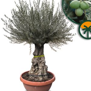 Olivenbaum - Olea Europaea -  Bonsai in Deko-Schale - 100 Jahre alter Baum
