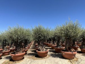 Olivenbaum - Olea europaea - Bonsai in Deko-Schale - 100 Jahre - 220 cm