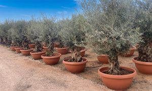 Olivenbaum - Olea europaea - Bonsai in Deko-Schale - 100 Jahre - 220 cm