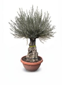 Olivenbaum - Olea europaea - Bonsai in Deko-Schale - 100 Jahre - 220 cm