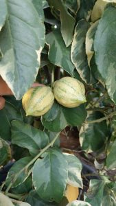 Zitrusbaum - Tigerlimettenbaum XL - 180 cm