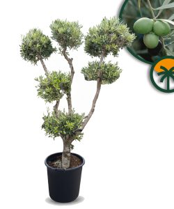 Olivenbaum Pom-Pon Multi - Olea europaea - 220 cm