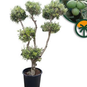 Olivenbaum Pom Pon Multi - Olea Europaea