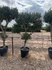Olivenbaum Pom-Pon Multi - Olea europaea - 220 cm