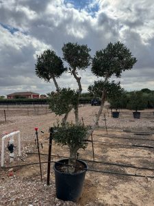 Olivenbaum Pom-Pon Multi - Olea europaea - 220 cm