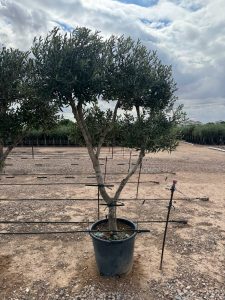 Olivenbaum Pom-Pon Multi - Olea europaea - 220 cm