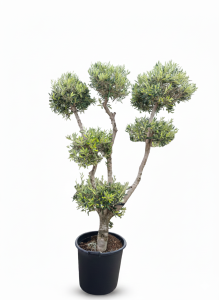 Olivenbaum Pom-Pon Multi - Olea europaea - 220 cm
