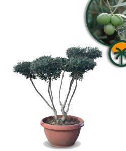 Olivenbaum Pom-Pon - Olea europaea - 150 cm