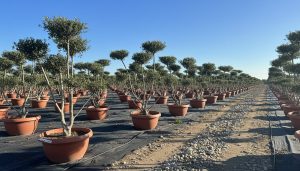 Olivenbaum Pom-Pon - Olea europaea - 150 cm