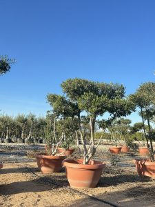 Olivenbaum Pom-Pon - Olea europaea - 150 cm