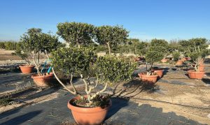 Olivenbaum Pom-Pon - Olea europaea - 150 cm