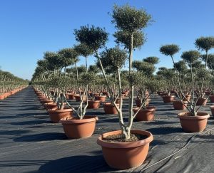 Olivenbaum Pom-Pon - Olea europaea - 150 cm