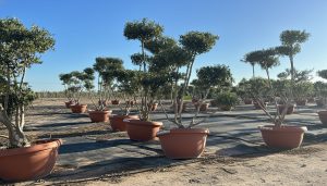 Olivenbaum Pom-Pon - Olea europaea - 150 cm