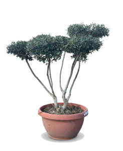 Olivenbaum Pom-Pon - Olea europaea - 150 cm