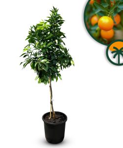 Mandarinenbaum - Citrus reticulata - 150 cm