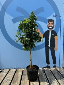 Mandarinenbaum - Citrus reticulata - 150 cm