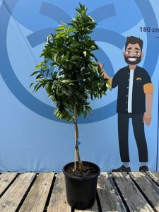 Mandarinenbaum - Citrus reticulata - 150 cm