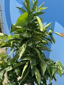 Mandarinenbaum - Citrus reticulata - 150 cm