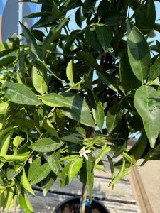 Mandarinenbaum - Citrus reticulata - 150 cm