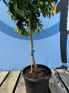 Mandarinenbaum - Citrus reticulata - 150 cm