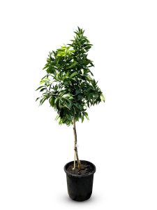 Mandarinenbaum - Citrus reticulata - 150 cm