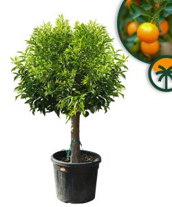 Mandarinenbaum - Citrus reticulata - 180 cm - Essbare Früchte